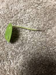 Leaves turning black and falling off. What Am I Doing Wrong I Have A Chinese Money Plant But A Lot Of The Leaves Have Been Turning Black Chinese Money Plant Money Plant Plant Leaves Turning Brown