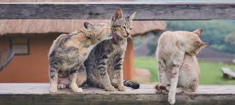 A group of cats can also be called a clutter , a glaring , or a pounce. Why Do Cats Groom Each Other Learn More On Litter Robot Blog