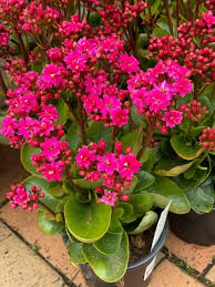 Image result for Kalanchoe calandiva