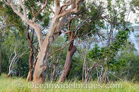 Image result for Eucalyptus sp.