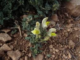 Image result for Culcasia orientalis