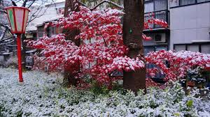 木屋町通 雪と紅葉 京都の赤と白のコントラスト 京都 紅葉 京都 雪 紅葉