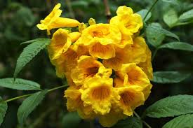 Image result for Tecoma stans