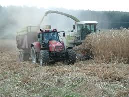 8 more photos view gallery. Fnr Pflanzen Miscanthus