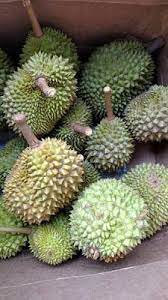 Lebih dari 30 tahun yang. Pin On Durian