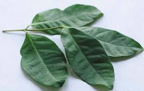 Daun salam merupakan salah satu daun herbal yang sering digunakan oleh masyarakat sebagai pengharum alami minyak daun salam biasa digunakan untuk meredakan nyeri dan juga peradangan. Khasiat Daun Salam Untuk Kesehatan Bibitbunga Com