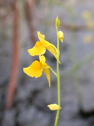 Image result for Utricularia tortilis