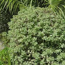 Image result for Pittosporum