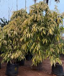 Image result for Ficus muelleriana
