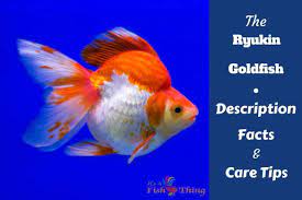 Ryukin Goldfish Care Needs History Tank Mates Facts And More Ryukin Goldfish Goldfish Goldfish Care