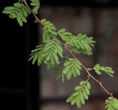 Image result for Acacia robusta