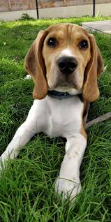 Https I Redd It Dkoirnoyebt31 Jpg Pet Breeds Beagle Dog Beagle Breeds