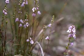 Image result for Hyparrhenia collina