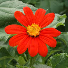 Image result for Tithonia