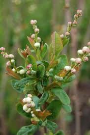 Image result for Sida serratifolia