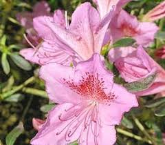 Rhododendron Boudoir With Images