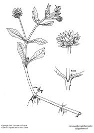 Image result for Alternanthera sessilis