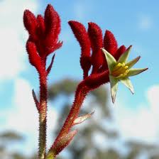 Image result for Anigozanthos