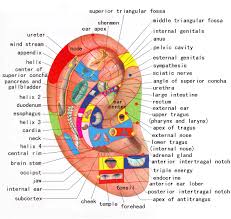 71 Organized Ear Reflexology Chart Download