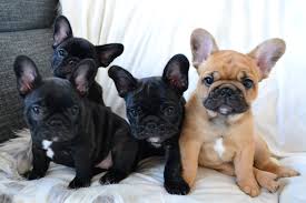 french bulldog puppies for sale in oklahoma