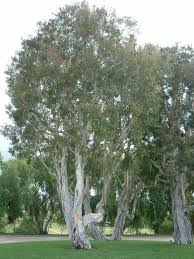 Image result for Melaleuca quinquenervia