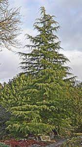 Deodar cedar is a large evergreen coniferous tree which reaching to 60 m tall removal of the lower branches of deodar cedar is a serious mistake, and, if healthy, they should be retained to the base. Cedrus Deodara Deodar Cedar Fountain Tree Weeping Conifer