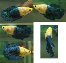Fwbettashm1426760541 Yellow Green Hm Female Betta Fish Types Betta Aquarium Betta Fish
