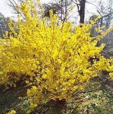 Southern Winter Blooms Forsythia Forsythia Bush Flowering Vines