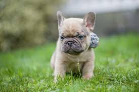 Akc french bulldog puppies sale 45 years breeding top show quality akc french bulldogs. French Bulldog Puppies For Sale In Washington State Availabull Page Northwest Frenchies Bulldog Puppies For Sale Bulldog Puppies French Bulldog Puppies
