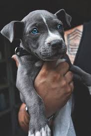 Blue Eyed Dog Cute Animals Adorable Dog Pets Lol Aww Blue Eyed Dog Dog Breeds Animals Beautiful