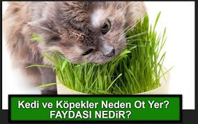 Hayvanın kayıtsız olmayan iyi bir kedi sahibi, evcil hayvanın ev bitkileri yemeye başladığını fark ederse, kesinlikle özel taze otlarla. Kedi Ve Kopekler Neden Ot Yer Faydalari Nelerdir Dini Ve Kulturel Bilgiler