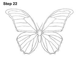 How To Draw A Butterfly Blue Morpho Butterfly Drawing Blue Morpho Butterfly Butterfly Sketch