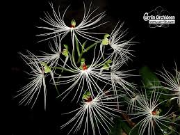 Image result for Habenaria malacophylla