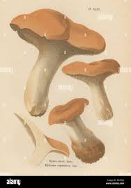 Image result for Dentinum repandum