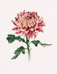 Pin On Chrysanthemum Painting