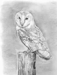 Excited To Share This Item From My Etsy Shop Print Of Original Pencil Drawing Of Barn Owl Owl Art Owl Sk Owls Drawing Barn Owl Drawing Cool Pencil Drawings