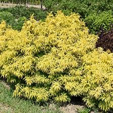 Do they look different at all in real life? Morden Golden Glow Elder Sambucus Racemosa Morden Golden Glow In Winnipeg Headingley Oak Bluff Manitoba Mb At Shelmerdine Garden Center