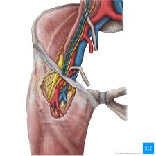 They operate in the opposite way to the external oblique muscles. Testicular Artery Origin Course Supply Kenhub