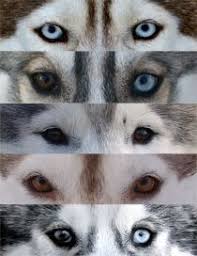 77 Best Husky Eyes Images Husky Husky Puppy Cute Dogs