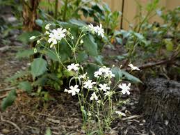 Jun 14, 2021 · growing baby's breath in a full sun area is relatively simple if the soil ph is right. Baby S Breaths Plant Care And Collection Of Varieties Garden Org