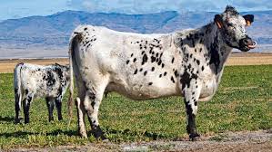 Here In Idaho Cattle Have The Right Of Way And Every So Often You Come Across A Beautiful Sight Such As Thi Wait What Is That Cow Doi Cow Farm Animals Cattle