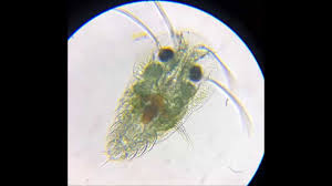 Image result for Sericanthe chimanimaniensis