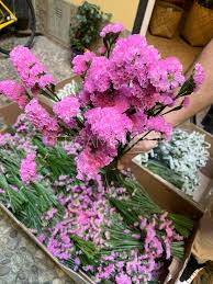 Lidl riva fiori domani : Amyjygciqogijm