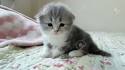 Baby Scottish fold - Home | Facebook