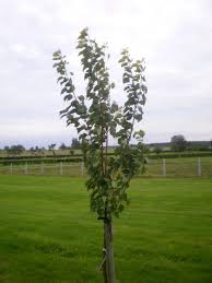 Comment Arquer Pour Former Vos Fruitiers Arbre Fruitier Fruitier Astuce Jardin
