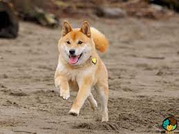 Then we'll go through all the additional expenses, from food to vet bills and. Shiba Inu Dog Breed Ukpets