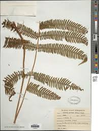 Image result for Ctenitis cirrhosa