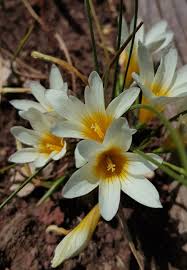Image result for Romulea