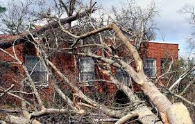 If so, get rid of them quickly. Tree Service Tree Removal Beloit Wi Rockford Il