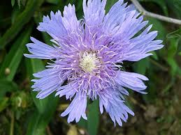 Maybe you would like to learn more about one of these? Pin On Gardening
